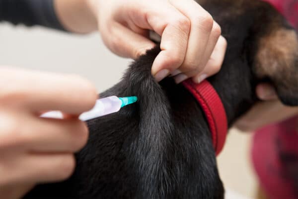 Aplicação de vacinas em pets em domicílio